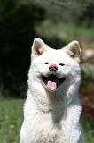 AKITA INU 409